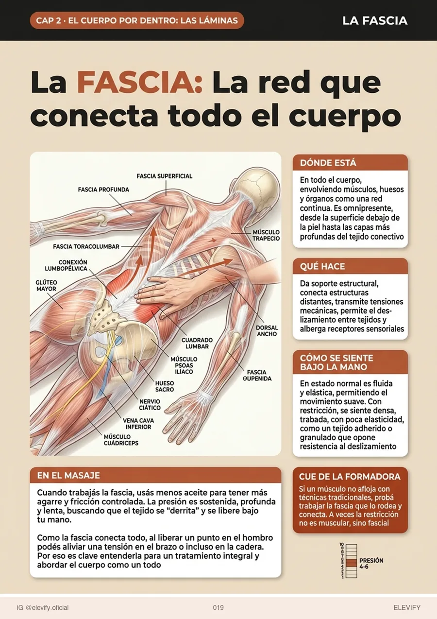 La fascia